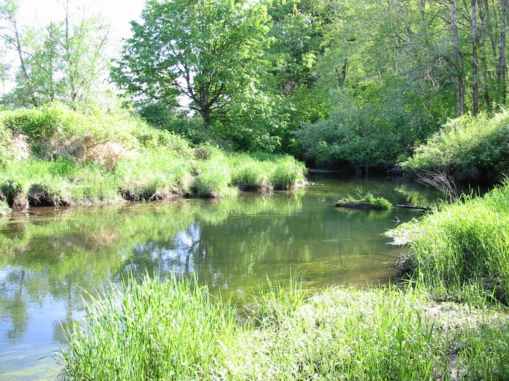 McAllister Creek near Olympia , WA 