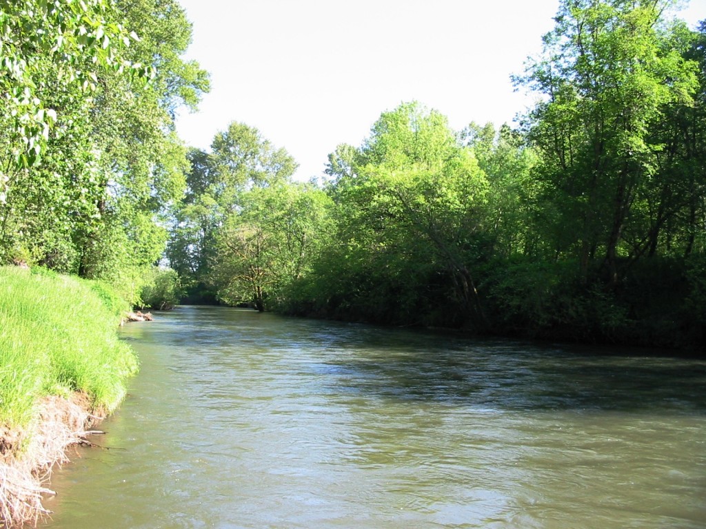 Newaukum River at Stan Hall Park. 