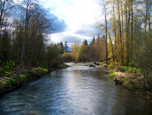 Newaukum River - The Lunkers Guide