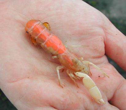 How To Catch Ghost Shrimp | vlr.eng.br