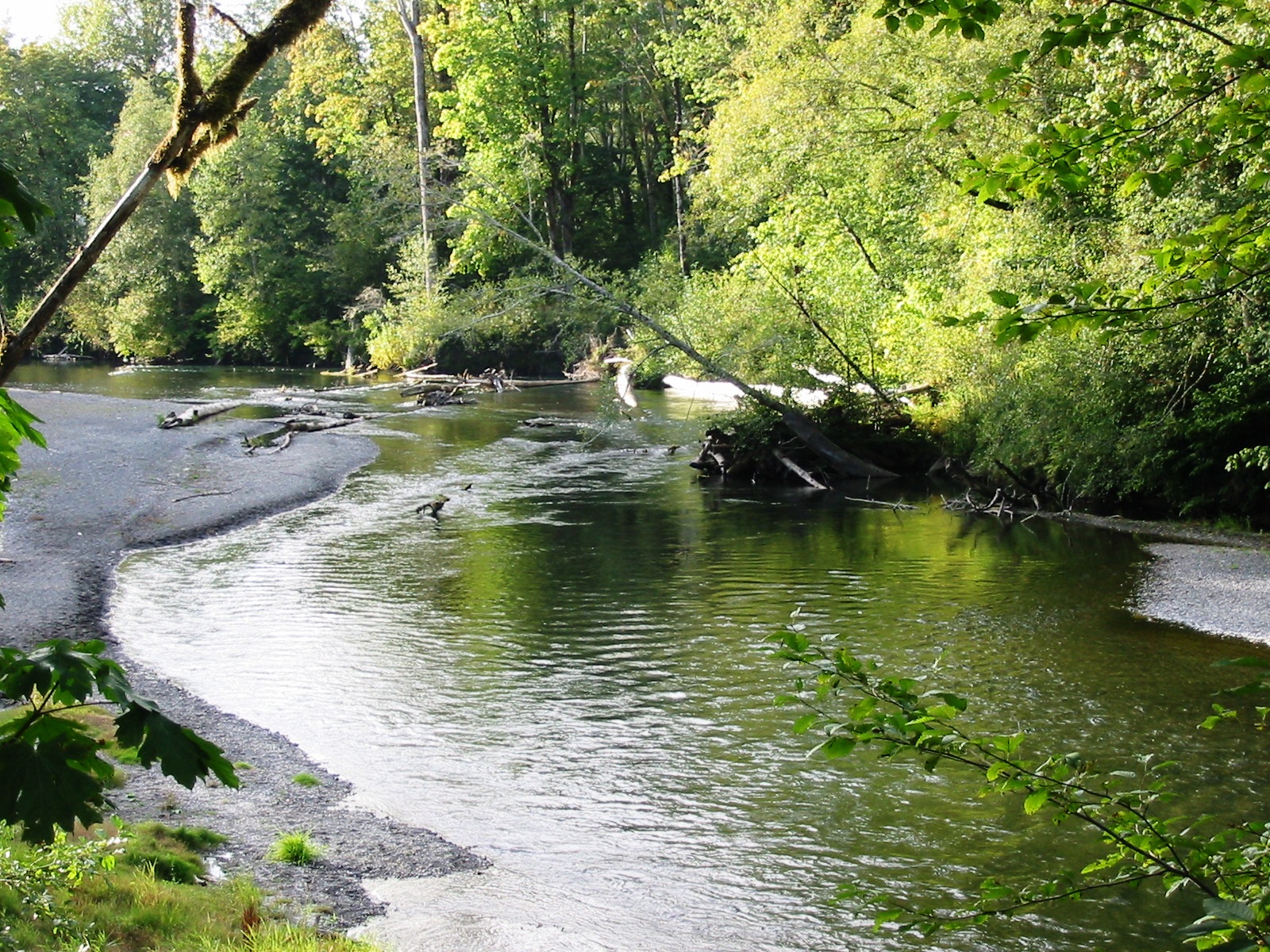 Skokomish River at a favorite Lunker Location. 