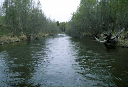 Campbell Creek