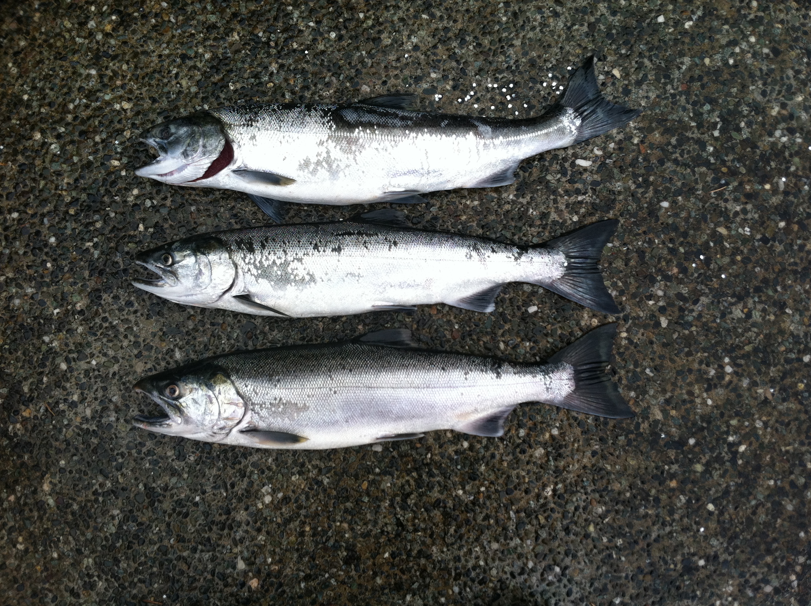 Coho 9-13-2015