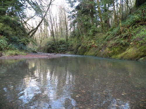 South Fork Kilchis River