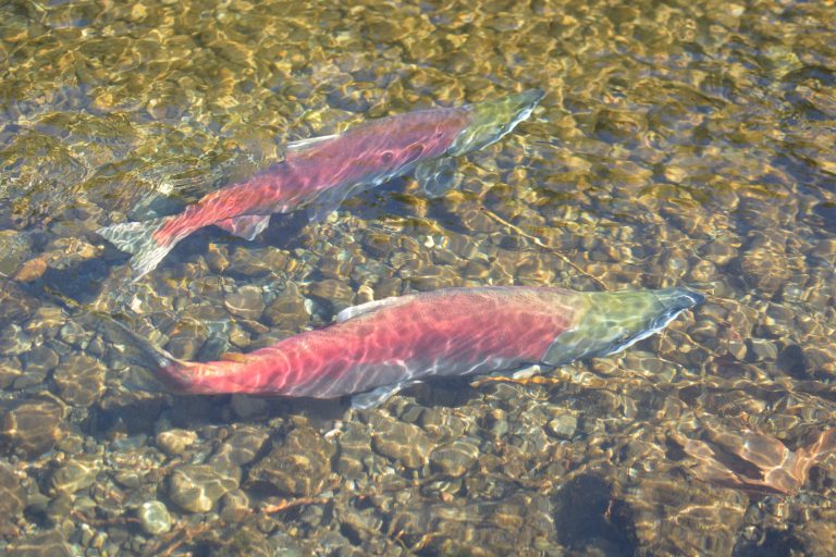 Skagit River Fishing Report - Mt Vernon Fishing Guides