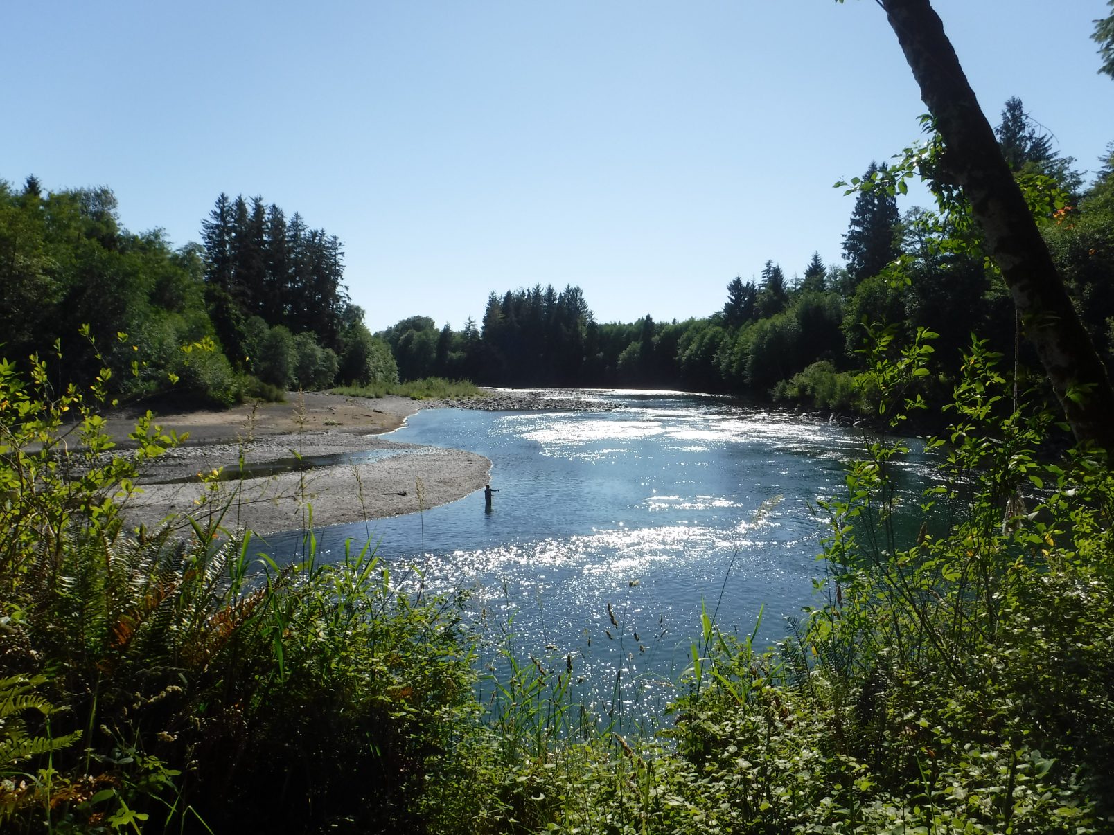 2017 Bogachiel River fishing report - The Lunkers Guide