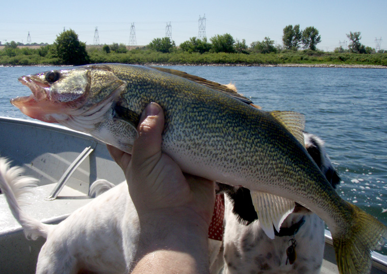 columbia river walleye - The Lunkers Guide