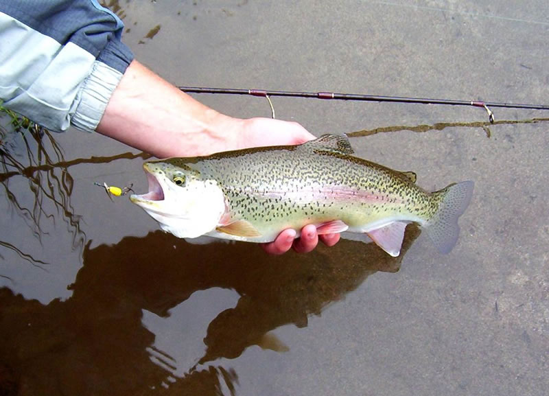 Top 10 Best Trout Fishing Lures for Rivers and Streams - The Lunkers Guide