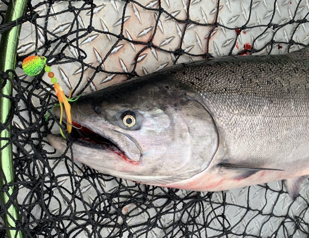 Top 10 Best Salmon Fishing Lures for 2018 - The Lunkers Guide