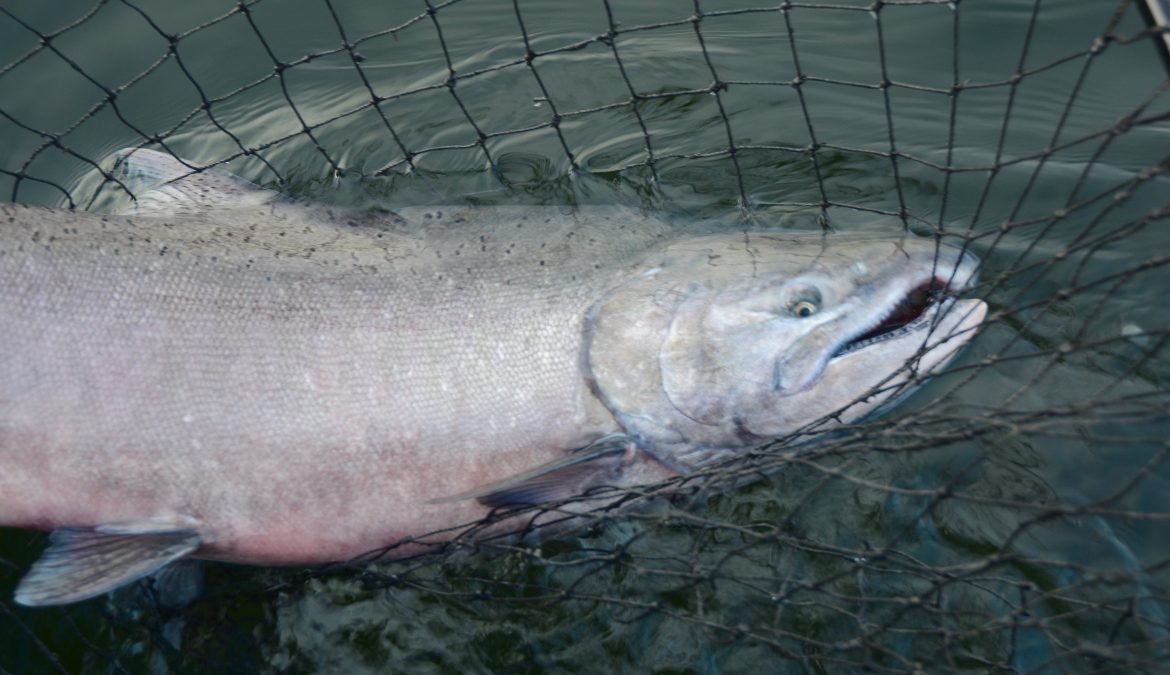 2019 Skagit River Fishing Report The Lunker's Guide