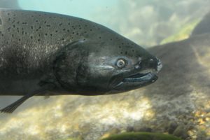 Spring Chinook
