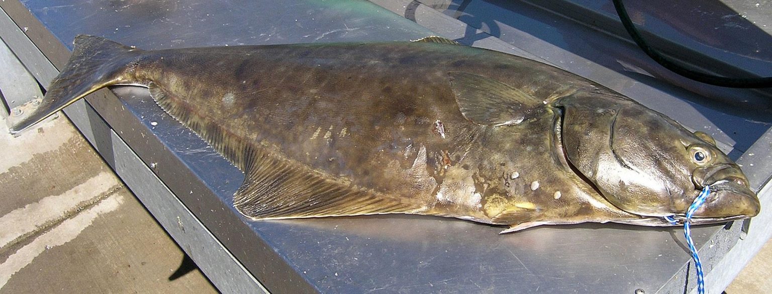Halibut Fishing Oregon The Lunkers Guide