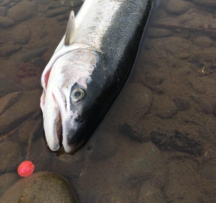 Fishing soft beads for salmon, trout and steelhead The Lunkers Guide