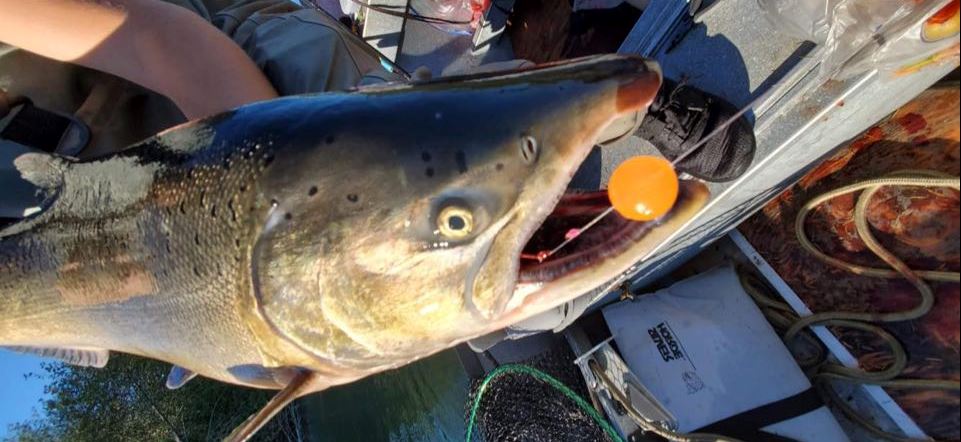 2022 Coquille River Fishing Report, Fishing Updates