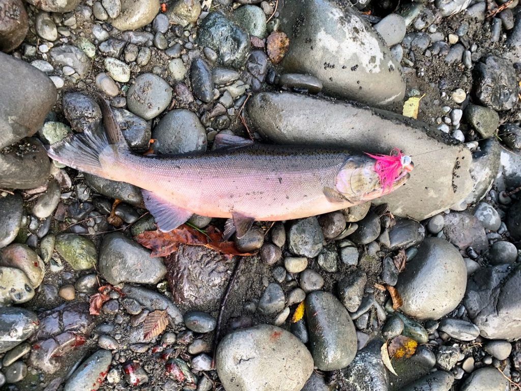 2022 Dungeness River Fishing Report 10-23-2022 - The Lunkers Guide